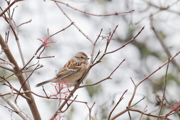 A solitary sparrow peacefully rests on delicate branches, beautifully reflecting the serene quietness of winter