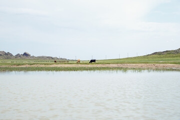 cows graze on green meadow. steppe, lake or pond and mountains