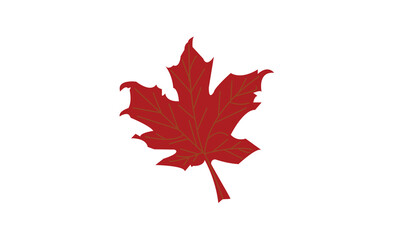 Maple leaves vector illustration. Autumn Fall leaves maple
