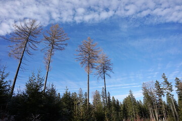 Rudawy Janowickie, Polska © Strumyk