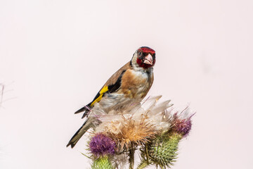 European goldfinch, feeding on the seeds of thistles. Carduelis carduelis.