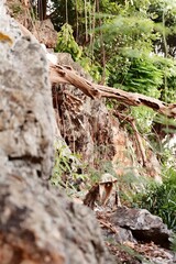 Lush Greenery Thriving on Ancient Rock Formation