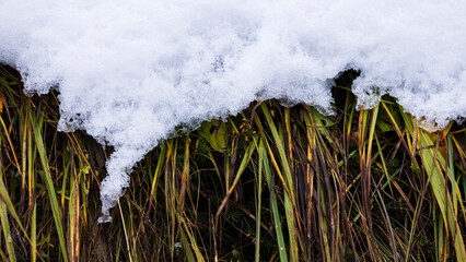 Meadow in the snow.