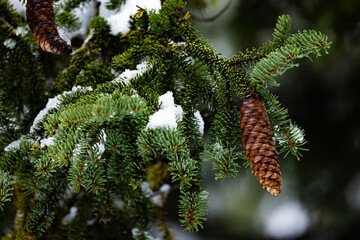 Christmas tree branches.