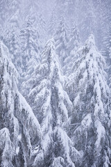 Snow covered pine trees
