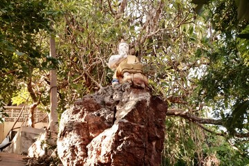 Serene Buddha Statue on Rock Lush Tropical Foliage Asian Temple Spiritual Peace