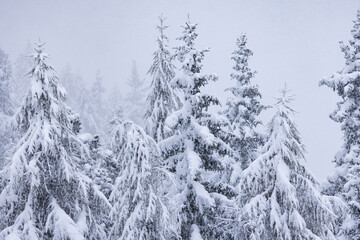 Snow covered pine trees.