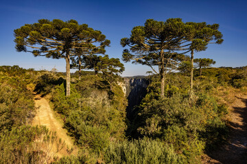 Tree in the Itaimbezinho Canion, Brazil.