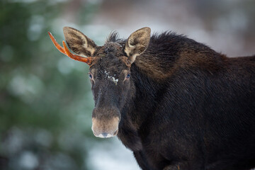 Mammal - bull moose (Alces)