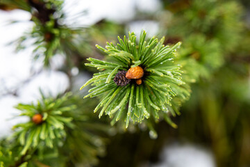 Close up of pine needles.