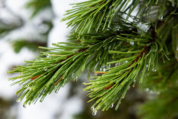 Branches of a pine.