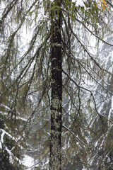 Trees in winter, Dolomites.
