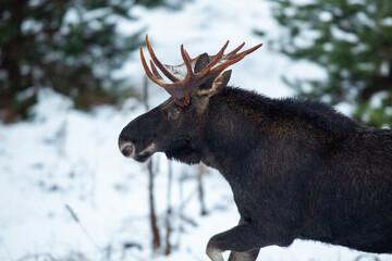 Mammal - bull moose (Alces)