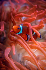 clown fish in the tentacles 