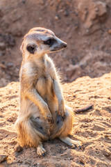Fototapeta premium Meerkat, Suricata suricatta, on hind legs. Portrait of meerkat standing on hind legs with alert expression. Portrait of a funny meerkat sitting on its hind legs.