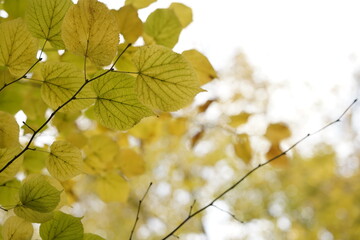 Detalles de hojas del Otoño en ramas con enfoque y fondo desenfocado , recurso gráfico