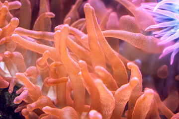 anemone under water with tentacles 