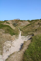 Heather landscape in the western interior part of the island of Spiekeroog