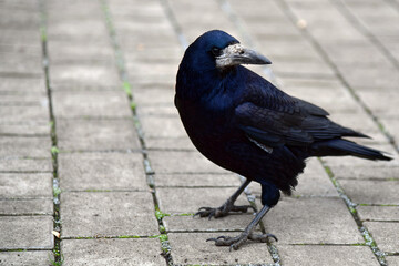 Striking Silhouette of a Singular Bird in Profile Against a Minimalist Backdrop Showcasing Intricate Feather Patterns and Contours in High Contrast Monochrome Avant Garde Photography