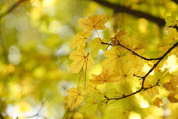 Detalles de hojas del Otoño en ramas con enfoque y fondo desenfocado , recurso gráfico