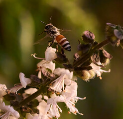 bee on a flower