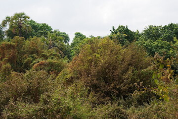 Woodland in African Lake Manyara National Park in Arusha region in TANZANIA