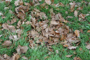 Withered oak leaves on green grass.