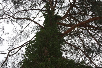 The ivy completely covered the tree trunk.
