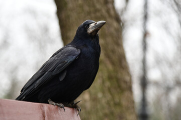 Striking Silhouette of a Singular Bird in Profile Against a Minimalist Backdrop Showcasing Intricate Feather Patterns and Contours in High Contrast Monochrome Avant Garde Photography
