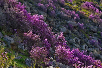 Russia. Altai Mountains during the flowering of the maralnik (Rhododendron Ledebourii) near the village of Kupchegen on the Chui tract.