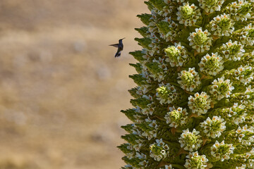 The Puya Raimondi, a giant of the Andean highlands, stands tall at Quebrada Pastoruri. With its spiky elegance and unique presence, it’s a testament to the resilience of life at high altitudes.