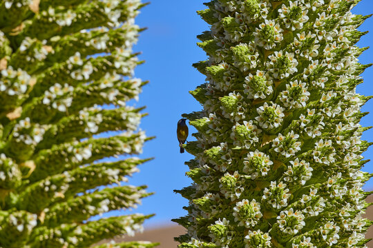 The Puya Raimondi, a giant of the Andean highlands, stands tall at Quebrada Pastoruri. With its spiky elegance and unique presence, it&rsquo;s a testament to the resilience of life at high altitudes.