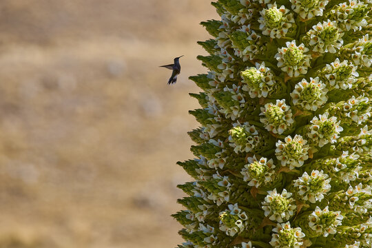 The Puya Raimondi, a giant of the Andean highlands, stands tall at Quebrada Pastoruri. With its spiky elegance and unique presence, it&rsquo;s a testament to the resilience of life at high altitudes.