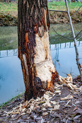 Tree trunks gnawed by beavers