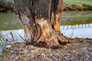 Tree trunks gnawed by beavers