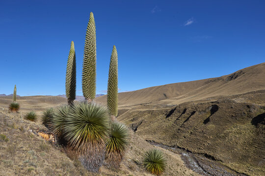 The Puya Raimondi, a giant of the Andean highlands, stands tall at Quebrada Pastoruri. With its spiky elegance and unique presence, it&rsquo;s a testament to the resilience of life at high altitudes.