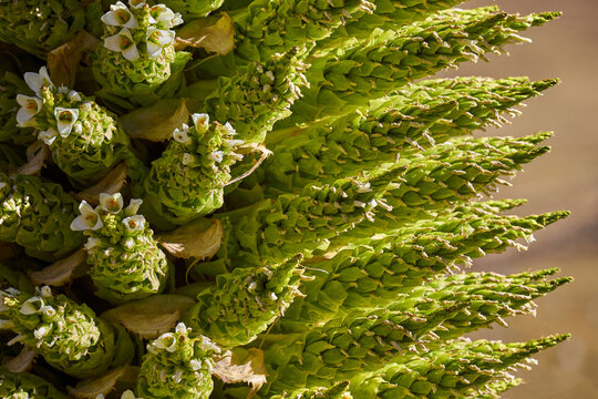 The Puya Raimondi, a giant of the Andean highlands, stands tall at Quebrada Pastoruri. With its spiky elegance and unique presence, it&rsquo;s a testament to the resilience of life at high altitudes.