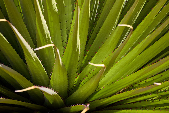 The Puya Raimondi, a giant of the Andean highlands, stands tall at Quebrada Pastoruri. With its spiky elegance and unique presence, it&rsquo;s a testament to the resilience of life at high altitudes.