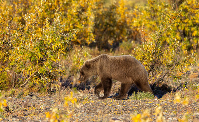 Grizzly Bear in Denali National Park Alaska in Autumn