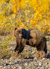 Grizzly Bear in Denali National Park Alaska in Autumn
