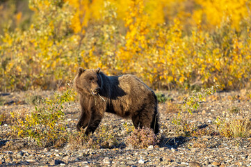 Grizzly Bear in Denali National Park Alaska in Autumn