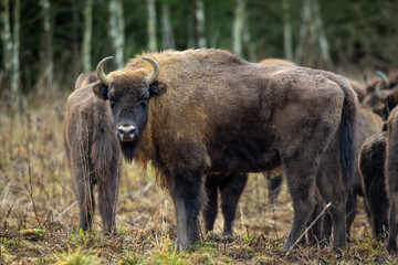 European bison - Bison bonasus in the Knyszyn Forest