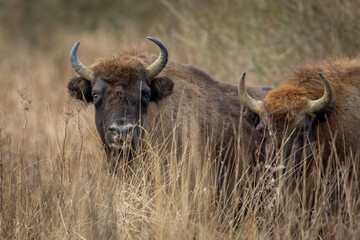 European bison - Bison bonasus in the Knyszyn Forest