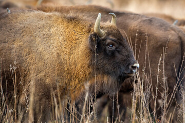 Fototapeta premium European bison - Bison bonasus in the Knyszyn Forest