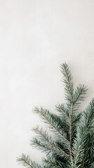 Obraz premium Pine branch with frost on white background, minimalist winter decoration. Nature and simplicity concept