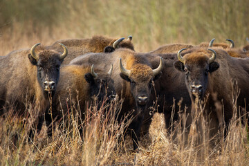 European bison - Bison bonasus in the Knyszyn Forest