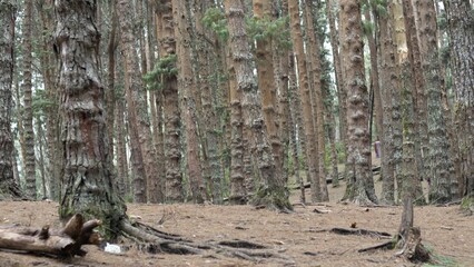 Pine tree in the forest