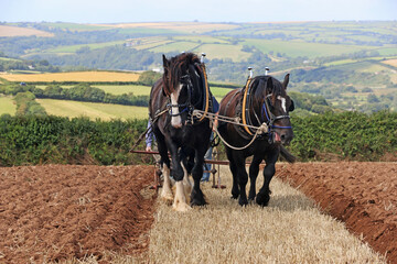 Shire horses pulling a plough	