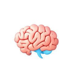 Anatomical Illustration of a Human Brain with Colorful Details and Clear Structure