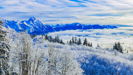 Winter scene with alpine mountain background and snow-clad conifers.